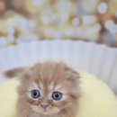 (주)야옹아멍멍해봐펫 강아지고양이 대전신탄진점 | 대전고양이분양 믿음가던곳