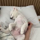 위클라드 펜션 이미지