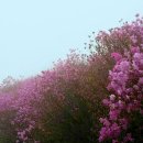대금산진달래길(트레킹) 이미지