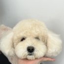 GS25대구칠곡미래점 | 대구 칠곡 애견미용 추천 대형견도 가능한 &lt;플러피유&gt;