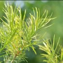 오일스팟 이미지