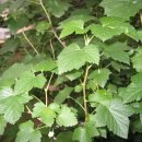 산야초산장 이미지