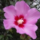 꽃그리고 이미지