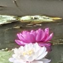 대승이네 이미지