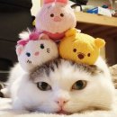 냥이친구 Daum카페