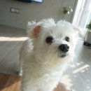 개멋지개 이미지