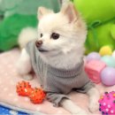 의정부 애견호텔 SM펫살롱 이미지