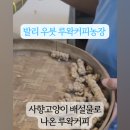 윤 농장 | 울루와뚜 근처 루왁커피농장 방문후기