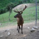 선진목장 2 이미지