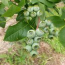 미산농원 이미지