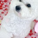 털로덮인친구들(동탄호수공원점) 이미지