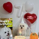 뭐줄까오늘간식 | 강아지 7번째 생일파티 준비물 내돈내산 후기｜생일축하세트부터 케이크, 간식, 노즈워크 장난감까지!