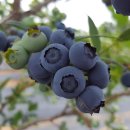 풍월농장 이미지