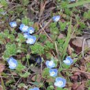 큰꽃지천 이미지