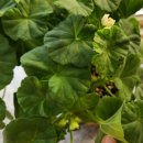 (주)아몬드소프트 이미지