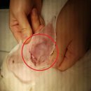 24시배곧스마트동물의료센터 이미지