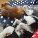 산본중앙동물병원 이미지