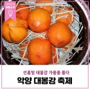 지리산과 섬진강이 빚어낸 악양대봉감축제 후기