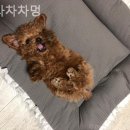 으라차차멍 이미지