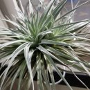 코튼캔디 이미지