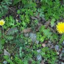 꽃민들레 이미지