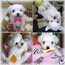 한별 리멤버파크 이미지