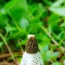 하얀버섯 이미지