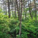 라파엘로펜션