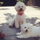 분홍강아지 이미지