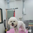 멍 삼촌 이미지