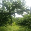 와룡농원 이미지