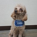 메이드니