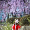 창녕 영산 만년교 이미지