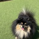 포지티브 도그 트레이닝센터 | 양산 애견유치원 1위? 탄이가 직접 나디는 &#39;이곳&#39;,왜 특별할까?