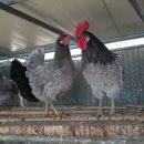 원이농장 이미지