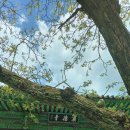 광덕사 일대 이미지