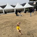 도그디저트 이미지