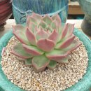 코델리아 이미지