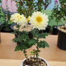 홍은초등학교 이미지