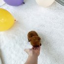 허니퍼피 이미지