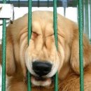 웃는 강아지 이미지