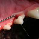 동물치과병원메이 이미지