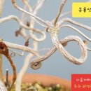 신아양품