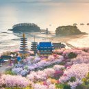 편백숲힐링센터거제장평점 | 7월 여행. 최근 인기 베스트 추천명소. 축제 가볼만한 곳