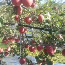 대율농장 이미지