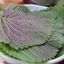 임오네쭈꾸미 이미지