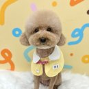 몽글 | 별내동 애견미용 잘하는곳, 우리 호두 첫 방문 몽글그루밍 후기