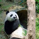 생각하는곰