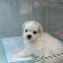 야옹아 멍멍해봐 동탄하나로점 이미지