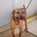 한국참피온 이미지